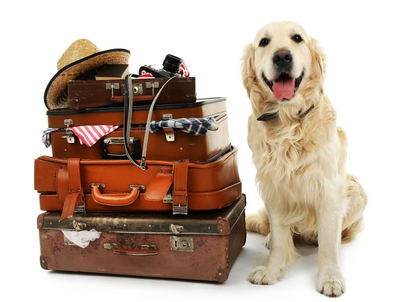 Hunde Transportboxen