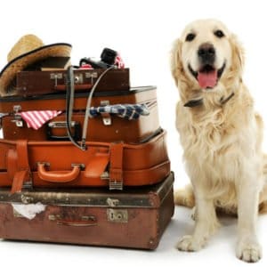 Hund auf Reisen