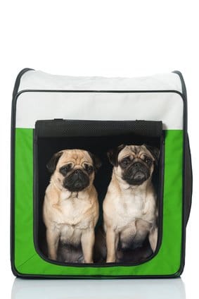 Faltbare Hundetransportbox