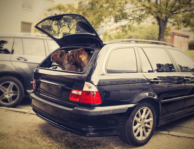 hund-kofferraum