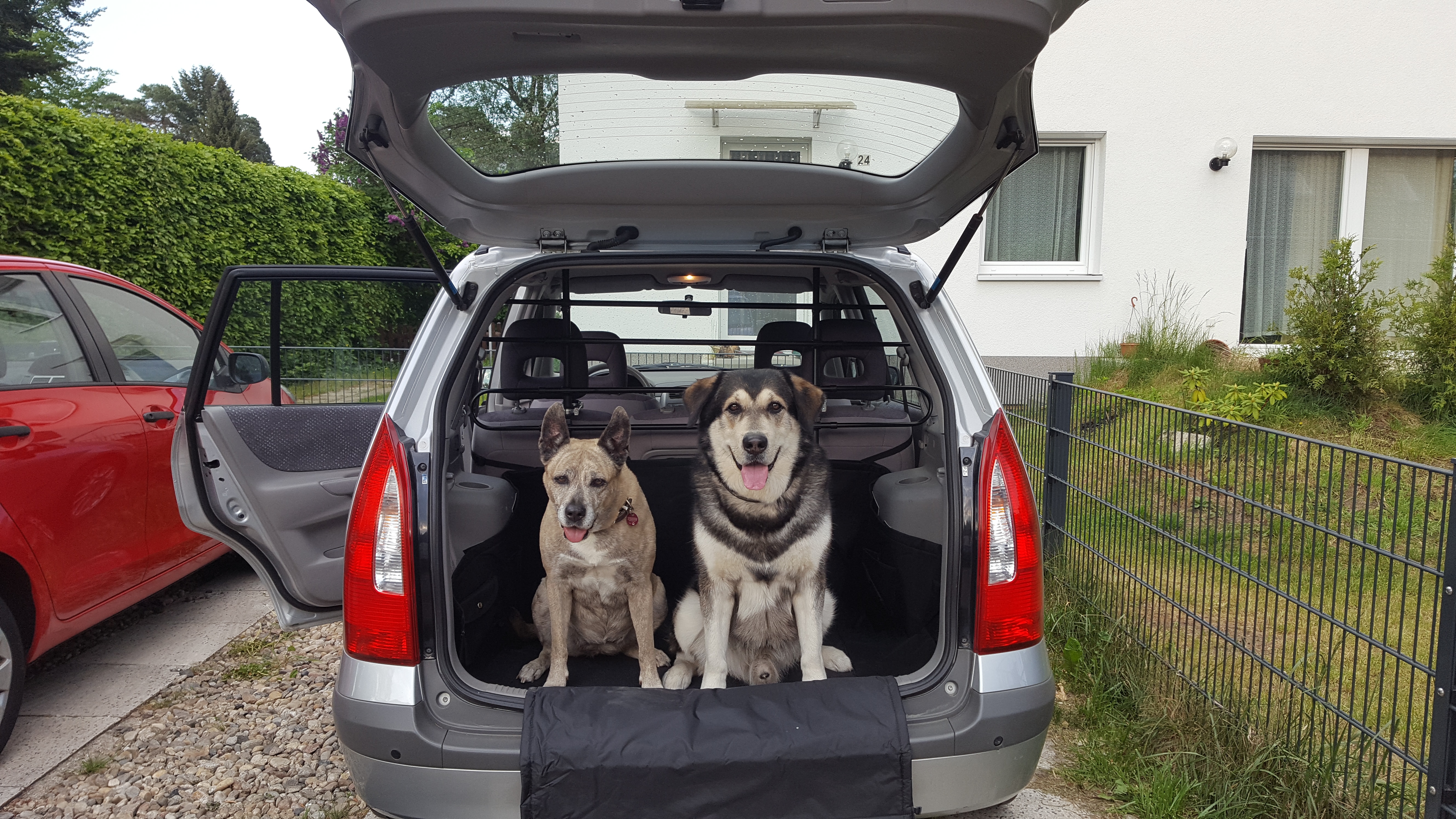 Hundegitter für das Auto