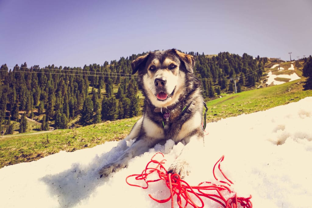 Rosenalm - immer mal wieder findet man kühle schneebedeckte Stellen