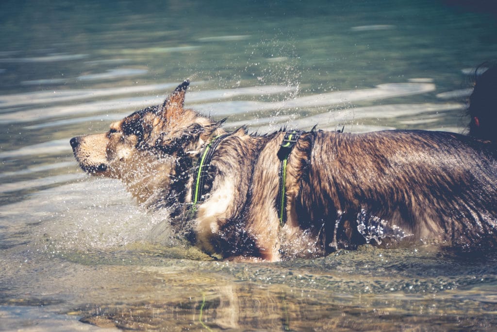 Österreich Achensee mit Hund schimmen