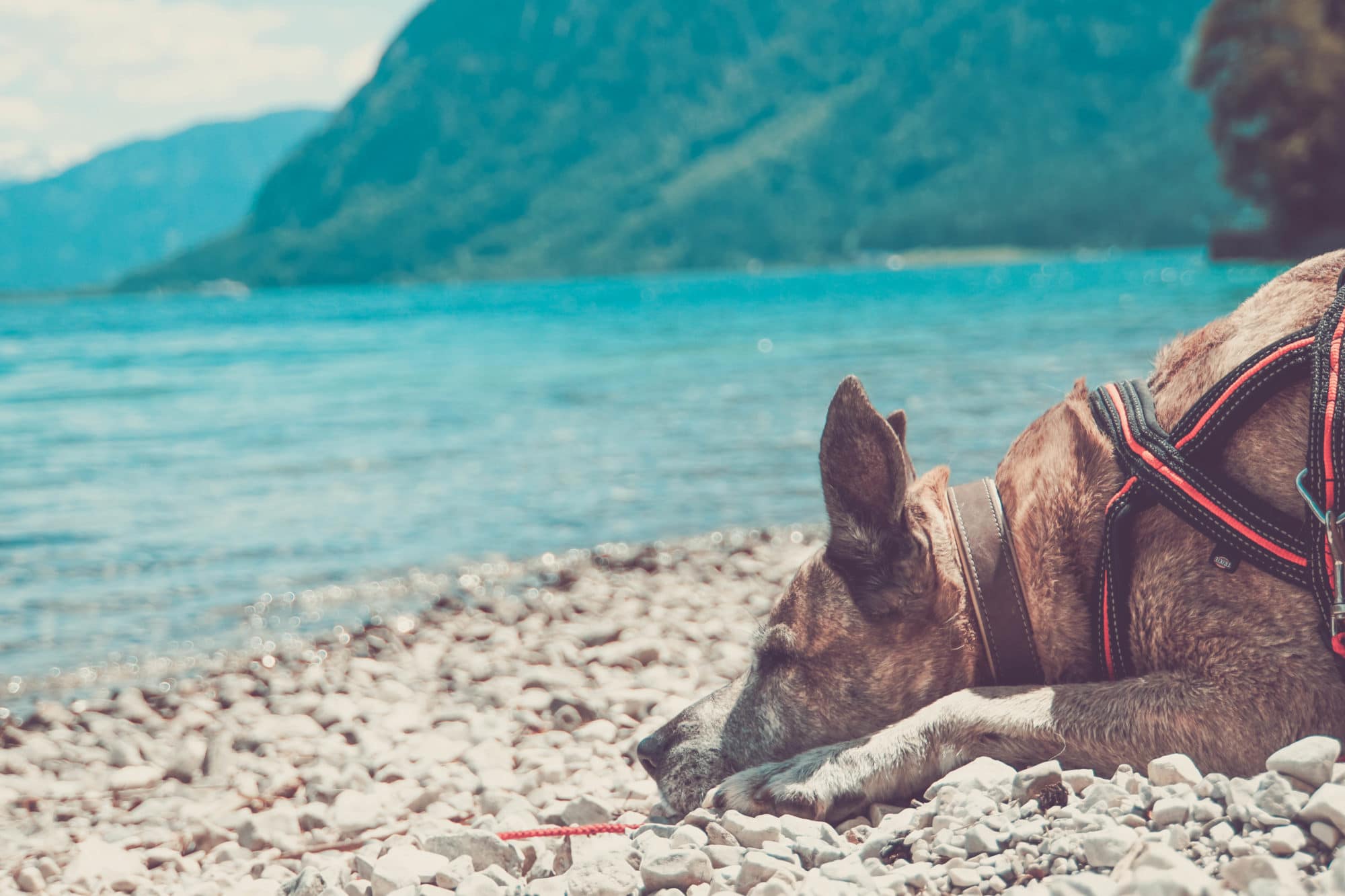 Urlaub mit Hund in Österreich / Tirol unser Reisereport