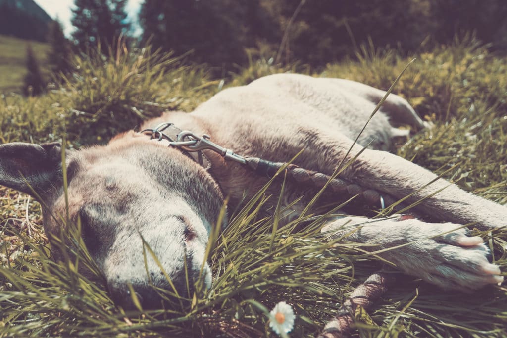 Mit Hund im Zillergrund