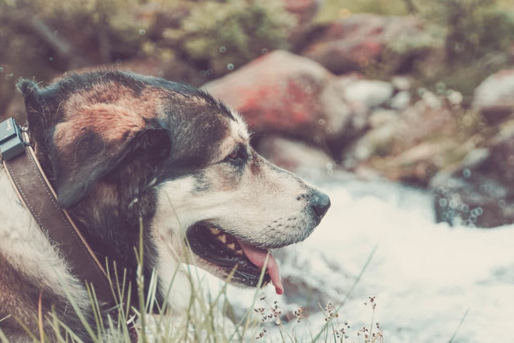 Zillergrund mit Hund