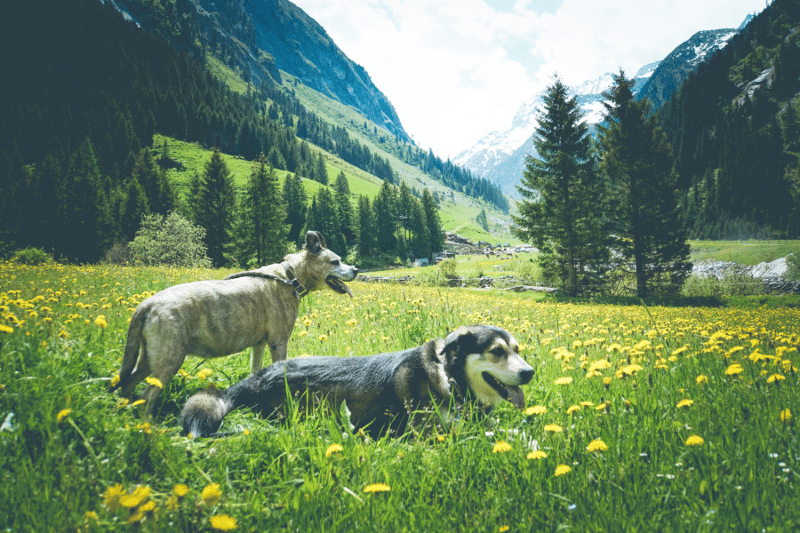 Urlaub-Hund-Oesterreich