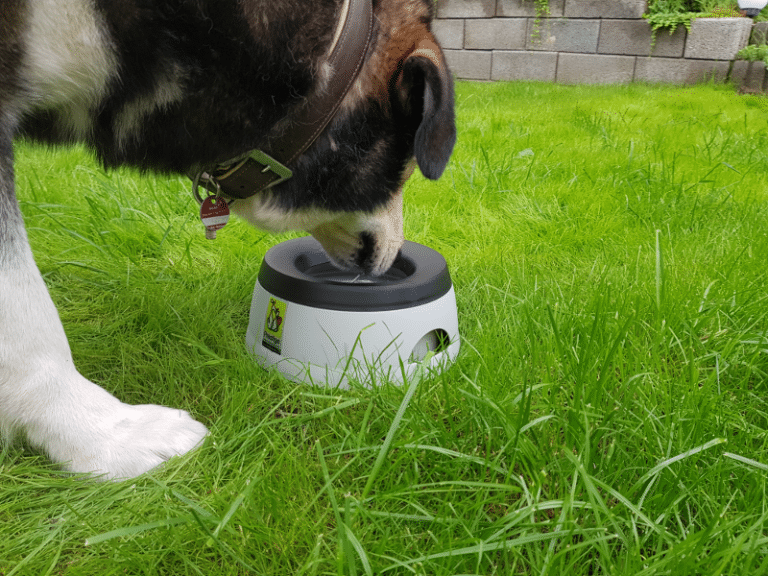 Der Reisenapf für den Hund Tipps, Modelle und unsere Empfehlungen