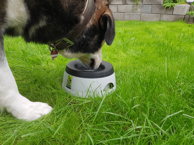 mein hund trinkt aus dem reisenapf