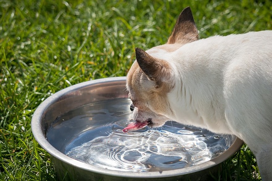 reisenapf-fuer-hunde